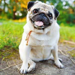 A happy fawn pug named Pookie sitting on the ground with her tongue out, in a park setting