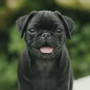 A young black pug named Buddy with his tongue out, sitting outdoors with a blurred green background