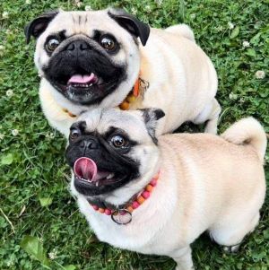 Two happy fawn pugs named Ronnie and Stella, sitting on the grass, both with their tongues out