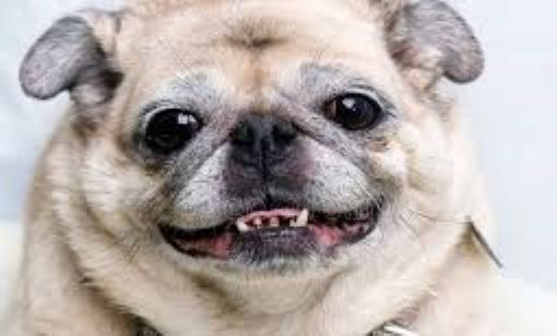 A close-up of a happy older, fawn pug with a slightly crooked smile and big, dark eyes.