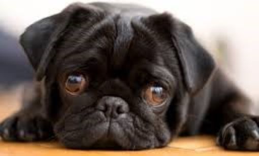 A black pug with a sad expression, lying down with its head on the floor.