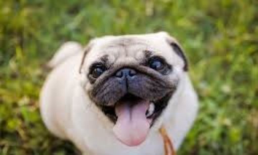 A joyful fawn pug with a big smile and tongue sticking out, sitting on grass.