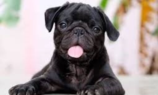 A black pug with a playful expression, lying down with its tongue out.